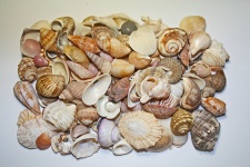 Collection Of Sea Shells
