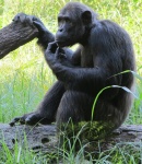 Cimpanzeul derutat