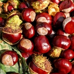 Conkers, Castane cai Wallpaper