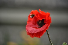 Poppy and bumble bee