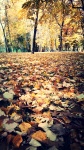 Alfombra de otoño