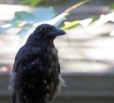Crow 11