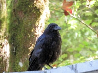 Crow 9