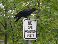 Ворона и знак