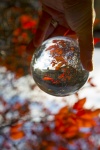Sfera di cristallo e autunno