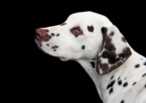 Dalmatiner-Hund