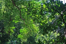 Dense Covering Of Foliage