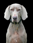 Dog, Weimaraner Portrait