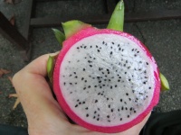 Dragon Fruit In My Hand