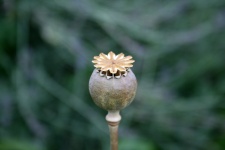 Dry poppy seedpod