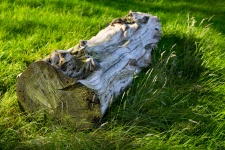 Tronco de árbol seco en hierba