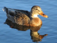 Duck In A Lake
