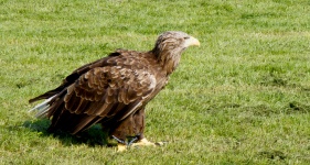 Eagle Bird Of Prey