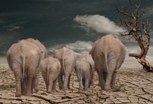Elefántok Szárított Föld Death Valley