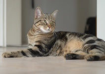 Europäisch Kurzhaar Kitty Cat