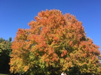 秋季在明尼苏达州
