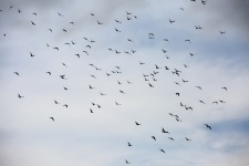 Latające ptaki