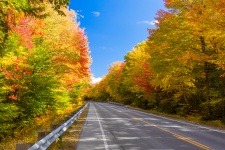 Route forestière en automne