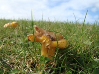 грибы грибы
