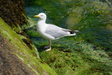 Seagull u moře