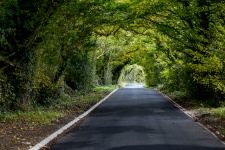 Green Tunnel Forest Clean Road