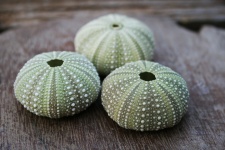 Grouped green sea urchin shells
