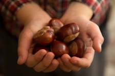 Hands Full Of Chestnuts