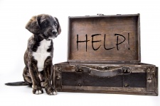 Ajuda Fundo Com cão