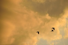 Czaple latające na zachodzie słońca