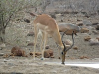 Buck impala