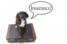 Assicurazione Sfondo con il cane