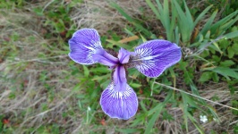 Blue iris květ (1)