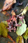 Japanese raisin and leaves