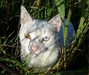 Kitty Cat in the Grass