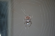 Large Spider On Web