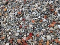 Listí a kameny