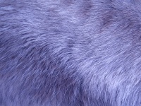 Lilac Fur Background
