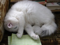 Long hair White Kitty Cat
