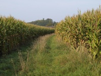 Corn veld met werkende weg