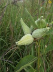 Milkweed Pods, Illinois Prairie