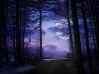Iluminada por la luna del bosque