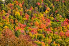 New England Foliage