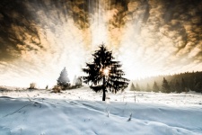 Ulei Pictura Peisaj de iarnă