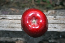One Red Apple