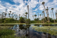 Orlando våtmarker