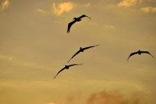 Pelikan lecący nad rzeką
