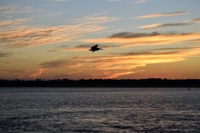 Pelikan lecący nad rzeką