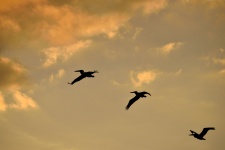 Pelicans Flying Over The River