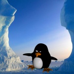 Penguin In Arctic