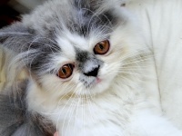 ペルシャ子猫